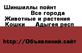 Шиншиллы пойнт ns1133,ny1133. - Все города Животные и растения » Кошки   . Адыгея респ.